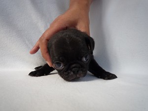 ブリーダー　神奈川県　子犬販売　ペットショップ　パグ　飼いたい　募集