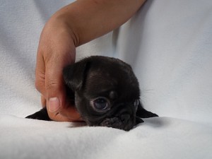 ブリーダー　飼い主様募集　ペット通販　仔犬　小ぶり　健康　人気　安心