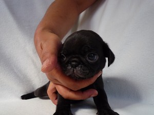 子犬販売の専門店　横浜市泉区　戸塚区　湘南　黒　パグ　コンパクト　極小