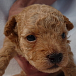 トイプードルの子犬 アプリコット ブリーダー トイプードル アプリコット 男の子 子犬販売の専門店 AngelWan