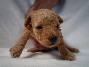 トイプードル オス アプリコット ブリーダー ブリーダー 子犬販売の専門店 AngelWan ペットショップ 神奈川県 モコモコ