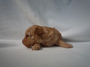 トイプードル かわいい赤ちゃん ブリーダー出産情報 子犬販売の専門店 AngelWan 横浜市泉区 戸塚区 瀬谷区 旭区 中区 南区