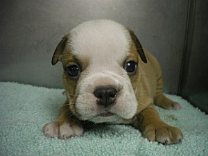 ブルドッグ 子犬販売の専門店 AngelWan ブルドッグの子犬 レッド&ホワイト ブリーダー 見学可 全国発送可