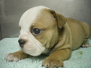 ブルドッグ 子犬販売の専門店 AngelWan ブルドッグ ブリーダー 子犬 販売 鼻ぺちゃ ブサカワ