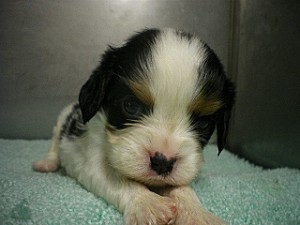 キャバリア・キング・チャールズ・スパニエルの子犬 トライ 女の子 ブリーダー 子犬販売の専門店 AngelWan キャバリア