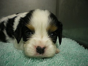 キャバリア・キング・チャールズ・スパニエル こいぬ ♀ トライ ブリーダー 子犬販売の専門店 AngelWan キャバリア