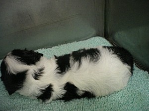 キャバリア 子犬 ブリーダー 出産情報 ブリーダー 子犬販売の専門店 AngelWan キャバリア