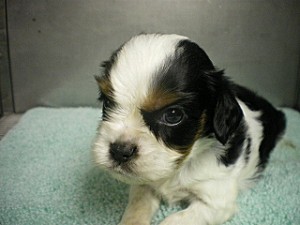 キャバリア　ブリーダー　子犬販売の専門店　AngelWan