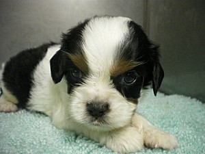 キャバリア　ブリーダー　子犬販売の専門店　AngelWan