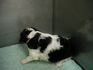 キャバリア　ブリーダー　子犬販売の専門店　AngelWan