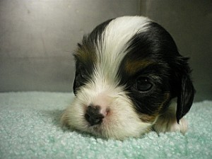 キャバリア　子犬販売の専門店　AngelWan　ブリーダー