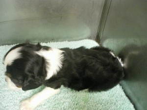 キャバリア　子犬販売の専門店　AngelWan　ブリーダー