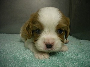 キャバリア　ブリーダー　子犬販売の専門店　AngelWan　横浜　茅ヶ崎　千葉　湘南