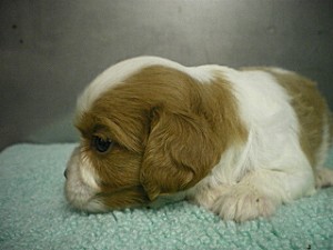 キャバリア　ブリーダー　子犬販売の専門店　AngelWan　神奈川　東京　千葉　埼玉