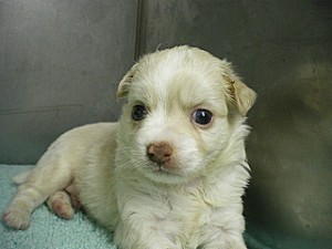 ブリーダー　神奈川県　横浜市　ペットショップ　AngelWan　こいぬ