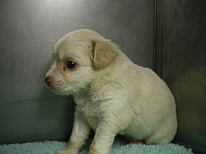 世界最小　子犬　ブリーダー　ペット通販　アップルヘッド