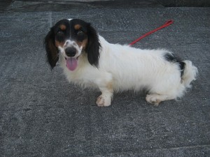 ミニチュアダックスフンド　父犬　ブラックタンパイボールド