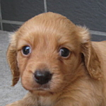 ブリーダー　子犬販売の専門店　AngelWan　ミニチュアダックスフンド