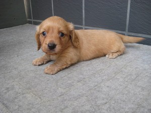 ミニチュアダックスフンド　胴長短足　子犬　かわいい　販売