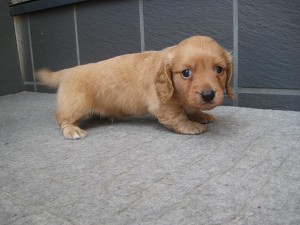 子犬販売　横浜　藤沢　湘南　鎌倉　相模原　町田　東京　ミニチュアダックス　千葉