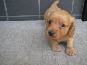 ペット　飼いたい　初心者向け　人懐っこい　仔犬