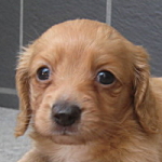 ミニチュアダックスフンドの子犬 ゴールド ミニチュアダックスフンド 女の子 ゴールド ブリーダー 子犬販売の専門店AngelWan