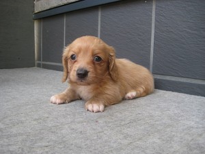 ミニチュアダックスフンド ロングヘアード こいぬ メス ブリーダー 四国 全国発送可能 神奈川県 M ダックス ロング ゴールド ♀