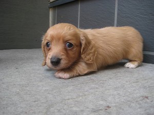 ミニチュアダックスフント ドイツ JKC ブリーダー 販売 子犬販売の専門店 インターネット 全国 ペット 子犬 ダックス