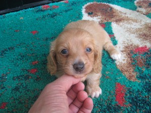 ミニチュアダックスフンド 胴長短足 可愛い子犬 ブリーダー ペットショップ 通信販売