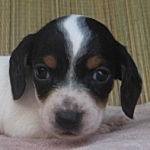 ミニチュアダックスフンドの子犬 ブラックタン・パイボールド ブリーダー 子犬販売の専門店 AngelWan