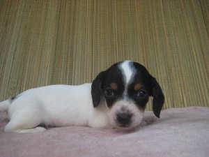 ミニチュアダックスフンドの子犬 ブラックタン・パイボールド ブリーダー 子犬販売の専門店 AngelWan