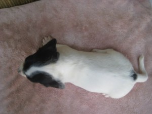 ミニチュアダックスフンドの子犬 ブラックタン・パイボールド 子犬販売の専門店 AngelWan ブリーダー