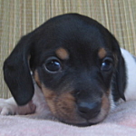 ミニチュアダックスフンドの子犬 ブラックタン・パイボールド ブリーダー 子犬販売の専門店 AngelWan