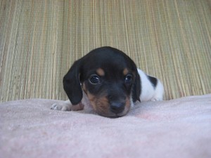 ミニチュアダックスフンドの子犬 ブラックタン・パイボールド ブリーダー 子犬販売の専門店 AngelWan