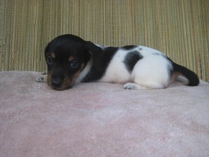 ミニチュアダックスフンドの子犬 ブラックタン・パイボールド ブリーダー 子犬販売の専門店 AngelWan