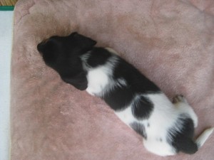 ミニチュアダックスフンドの子犬 ブラックタン・パイボールド ブリーダー 子犬販売の専門店 AngelWan