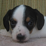 ブリーダー　子犬販売の専門店　AngelWan