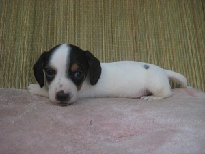 ブリーダー　子犬販売の専門店　AngelWan