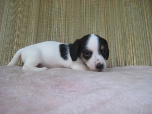 ブリーダー　子犬販売の専門店　AngelWan