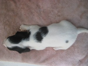 ブリーダー　子犬販売の専門店　ＡｎｇｅｌＷａｎ