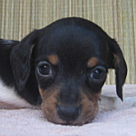 ブリーダー　子犬販売の専門店　ＡｎｇｅｌＷａｎ