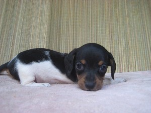 ブリーダー　子犬販売の専門店　ＡｎｇｅｌＷａｎ