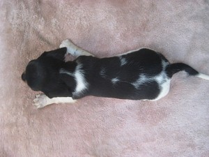 ブリーダー　子犬販売の専門店　ＡｎｇｅｌＷａｎ