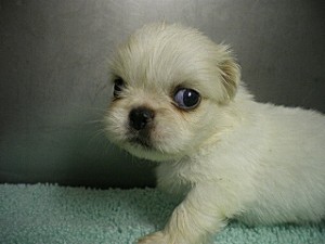 ペキニーズ 男の子 ホワイト ブリーダー ペキニーズ 販売 ブリーダー 茨城県 ペットショップ 神奈川県 湘南 茅ヶ崎 横浜