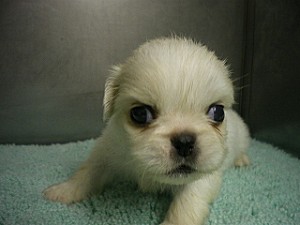 ペキニーズ こいぬ ブリーダー 販売 ペット ペット通販 仔犬 横浜市泉区 戸塚区 旭区 川崎 湘南 相模原 東京 千葉 埼玉