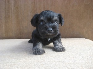 ブラック＆シルバー　Mシュナウザー　番犬　かわいい　トリミング