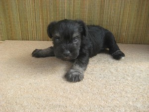 ブリーダー　子犬販売　ペット通販　シュナウザー　小ぶり