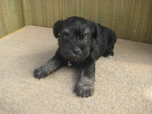 JKC　血統書　ミニチュアシュナウザー　子犬