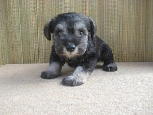 ミニチュアシュナウザー ドイツ 番犬 ペット 子犬販売 ペット通販 ブリーダー 神奈川県 愛媛県 全国発送可