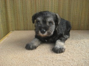 ミニチュアシュナウザー カッコイイ子 ♂ ブリーダー 飼いたい ミニチュアシュナウザー 散歩 防犯 子犬